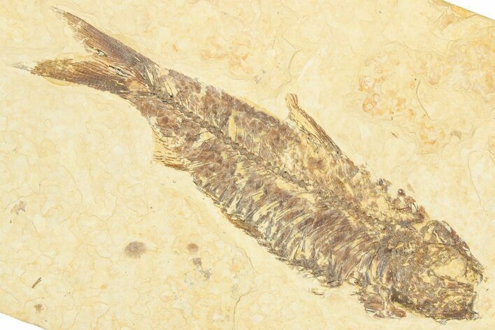 Detailed Fossil Fish (Knightia) - Wyoming #329581